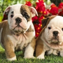 Island Puppies - Pet Supplies & Foods-Wholesale & Manufacturers