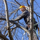 Dependable Man at Hand - Christmas Trees