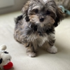 Royal Flush Havanese gallery