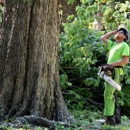 Williams Tree Company - Arborists