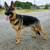 VomWeiland German Shepherd puppies North Carolina gallery