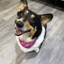 Scrubs and Loves Mobile Dog Grooming