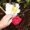 Town and Country Tropical Plants and Gifts - CLOSED gallery