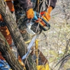 Martinez Tree Services gallery