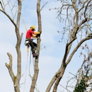 Monster Tree Service - Tree Service