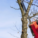 AMG Lawn & Tree Services Inc - Tree Service