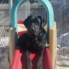Playtime Pet Resort gallery