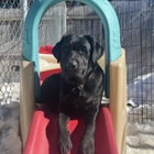 Playtime Pet Resort