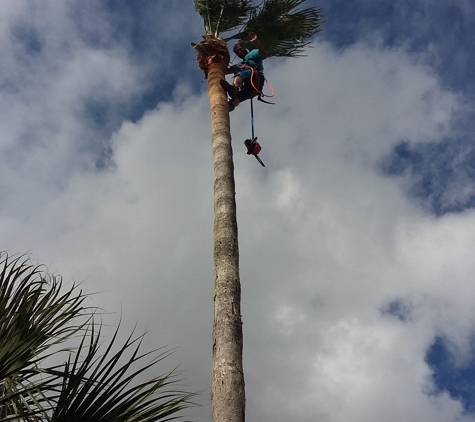 John sisco tree service - Palm Coast, FL