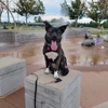 Off-Leash K9 Training - Denver gallery