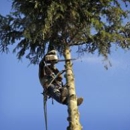 Eckman Tree Service - Arborists