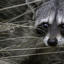 The Wildlife Guys - Pest Control Services