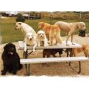 The Dawg Zone - Pet Services