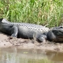 Dragon Lady Airboats - Boat Tours