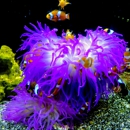 Neptunes Aquariums - Aquariums & Aquarium Supplies