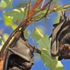 Wolfe's Wildlife Control gallery