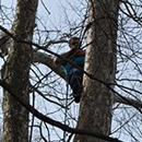 Merritt's Tree Services - Tree Service