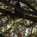 Greene Tree Service - Tree Service