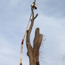 J.R. Ellington Tree Service - Arborists