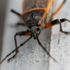 Curry's Termite & Pest Control gallery