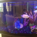 Aquatic Innovations - Pet Services