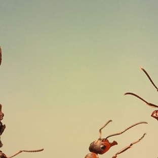 Creepy Crawly Pest Control Kingaroy