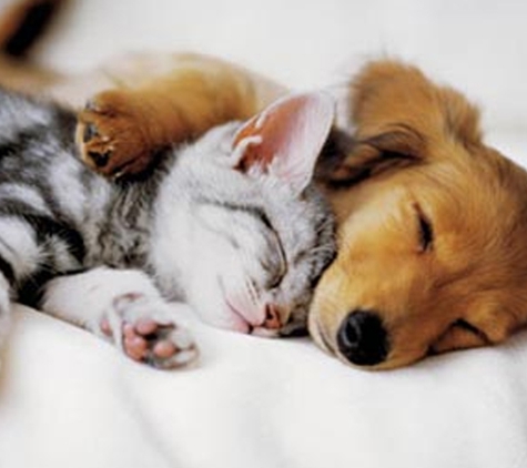 My Vets Irrawang. We Will Help You To Learn How To Keep Your Best Friend Happy And Healthy