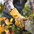 Arborist Now - Tree Service
