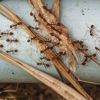Chesapeake Exterminating Co gallery