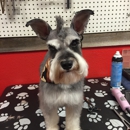 Best Lil Grooming Shop in Texas - Pet Grooming