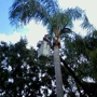 Creeds Tree Service