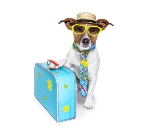 Darwin My Vet Service - Wulagi, NT