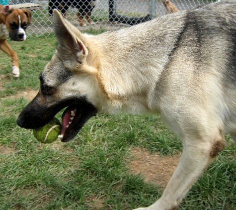 Bark Central Doggie Daycare and Boarding Resort - Chambersburg, PA