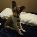 Texas Sheltie Puppies - Pet Boarding & Kennels
