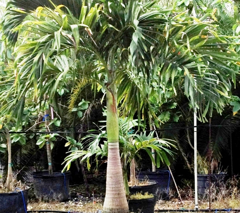 Palm Gardens Nursery - Orlando, FL