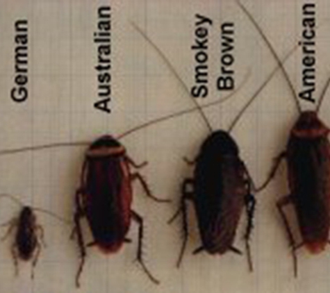 Carters Pest Control - Yarrawonga, VIC