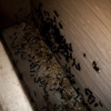 Quality Pro Pest & Wildlife Services gallery