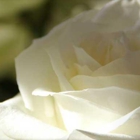 Wilson's Funeral Directors & Cemetery