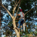 Columbia - Tree Service