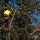 JBS Tree Experts - Tree Service