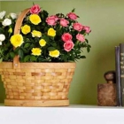 Nana's Flowers & Gifts