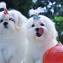 INN The Dog House - Boynton Beach - Kennels