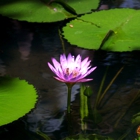 Aquarius Pets Plant Art