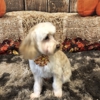The Pampered Pup gallery