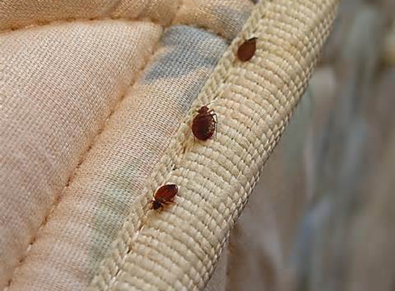 Phoenix Bed Bug Expert - Phoenix, AZ