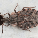 Bug a Bug Pest Control - Pest Control Equipment & Supplies