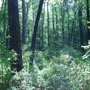 Weymouth Woods Sandhills Nature Preserve