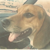 Affordable Animal Care gallery
