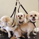 Puppy bath pet grooming salon - Pet Grooming