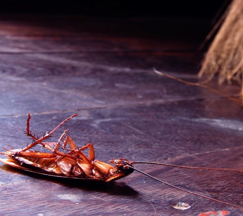 SureSafe Pest Management - Walkervale, QLD. General Pest Control Sunshine Coast And Bundaberg Areas